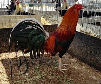The Roosters Kelso Gamefowl, History, Characteristics, Blondes, .